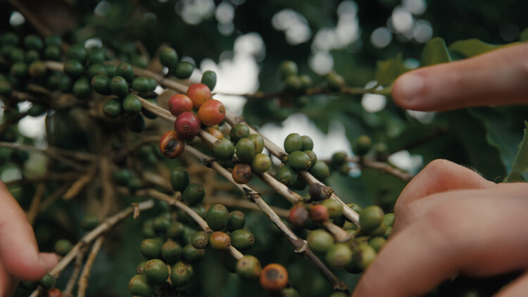 CCA Releases Documentary on Carla Juaçaba’s Work to Support Forest Conservation in Brazil's Coffee Region - Image 2 of 14