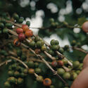 CCA Releases Documentary on Carla Juaçaba’s Work to Support Forest Conservation in Brazil's Coffee Region - Image 1 of 4