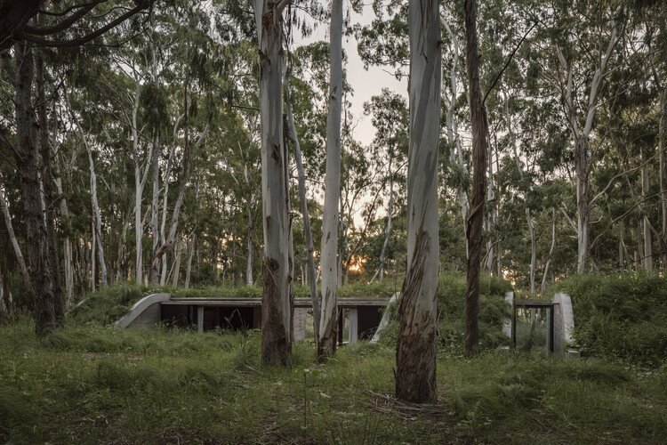 Casas en Argentina: cubiertas verdes que fusionan arquitectura y paisaje - Imagen 5 de 19