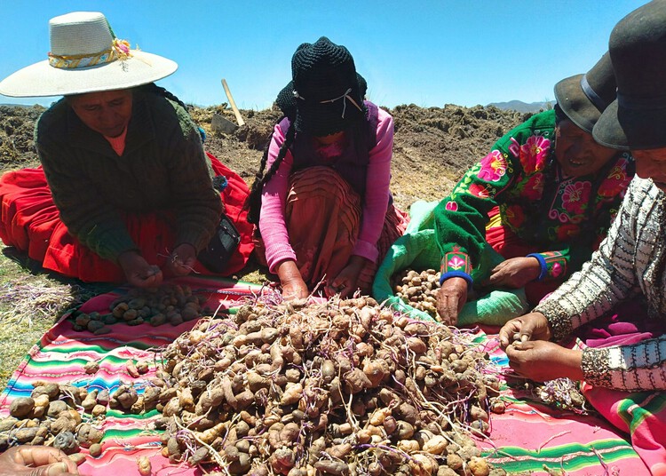 An Ancestral Legacy with Modern Concerns: The Story Behind the Waru Waru Agricultural Fields in Peru - Image 5 of 6