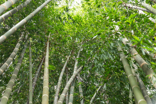 Cambará Instituto explora bambu como meio para uma arquitetura afro-brasileira baseada em ancestralidade e práticas coletivas - Imagem 2 de 12