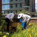 Bugs, Bees, and Trees: How to Integrate Biodiversity in the Built Environment - Image 1 of 4