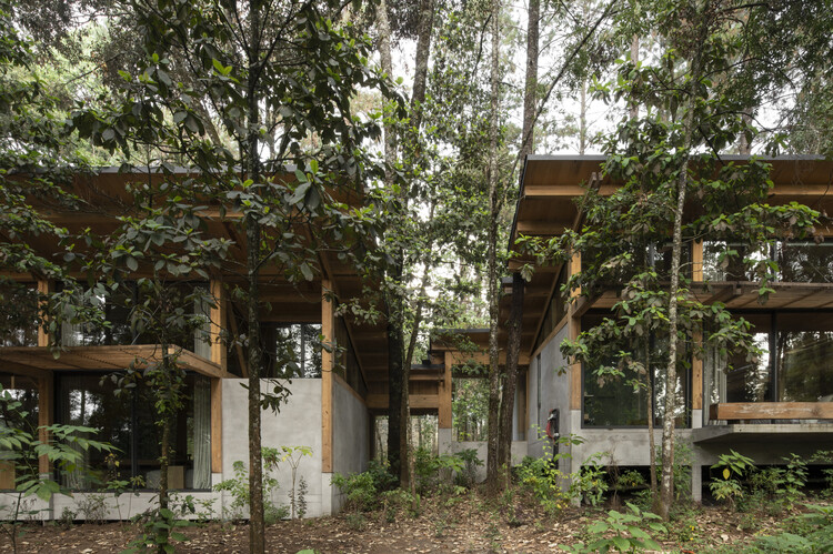 Casa El Bosque / Vasconcelos Arquitectura + Espacio Tangible - fotografía exterior, madera, bosque