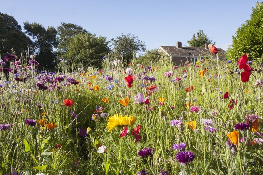 Designing for Coexistence: The Invisible City of Bees Designing for Coexistence: The Invisible City of Bees - Image 10 of 16