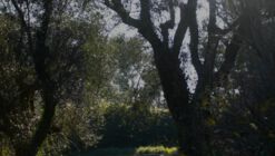 2026 OBEL Teaching Fellowships