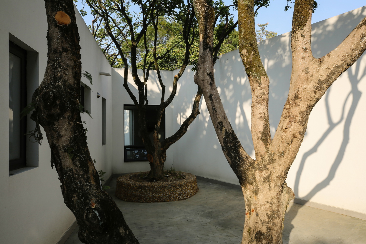 Tree Wrapped Around Building Gallery of Building with Trees: Rethinking Architecture’s Relationship ...