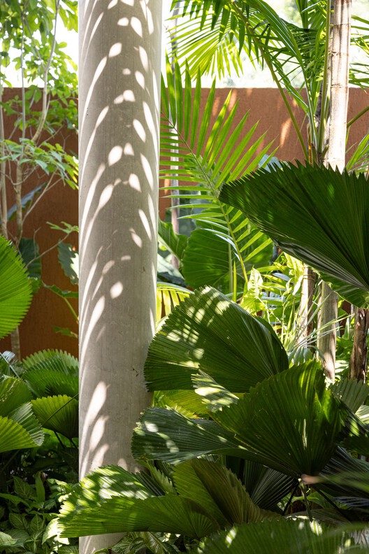 House of Shadow / Laurent Troost Architectures + Hana Eto Gall Paisagismo - Interior Photography, Garden