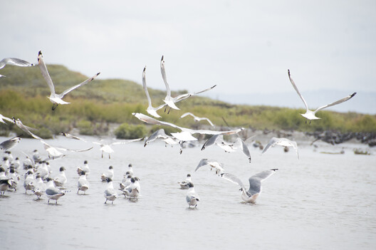 Architecture Inspired by Birds: Fundación Cosmos and the Wetland Parks of Chile Architecture Inspired by Birds: Fundación Cosmos and the Wetland Parks of Chile - Image 10 of 25