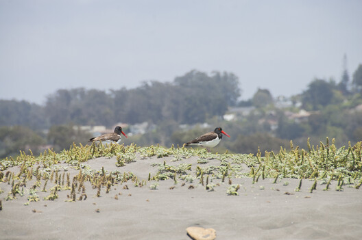 Architecture Inspired by Birds: Fundación Cosmos and the Wetland Parks of Chile Architecture Inspired by Birds: Fundación Cosmos and the Wetland Parks of Chile - Image 8 of 25