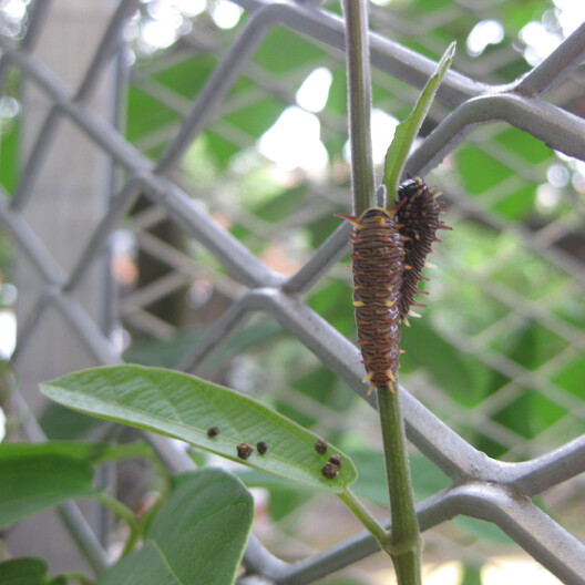 When Façades Become Habitats: Architecture Making Room for Other Species - Image 24 of 26
