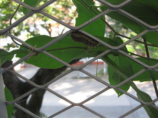 When Façades Become Habitats: Architecture Making Room for Other Species - Image 11 of 26
