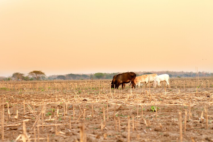 World Environment Day 2026 Coincides with Record Heatwaves, Renewing Focus on Climate Adaptation in Cities - Image 8 of 8