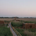 Designing for Stray Cities: Architecture Beyond the Human - Image 4 of 4