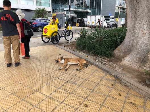 Designing for Stray Cities: Architecture Beyond the Human - Image 6 of 15