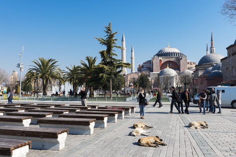 Designing for Stray Cities: Architecture Beyond the Human - Featured Image