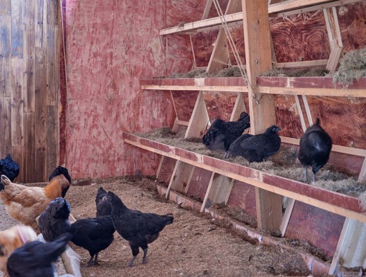 Designing for Chickens: Rethinking How Humans and Animals Share Space - Image 30 of 50