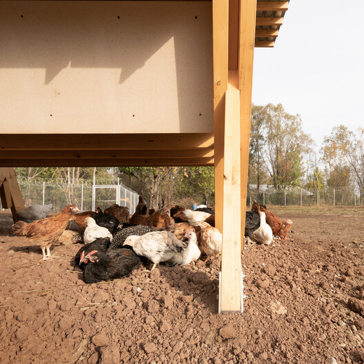 Designing for Chickens: Rethinking How Humans and Animals Share Space - Image 21 of 50