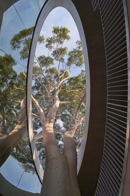 Gallery For A Tree "Flyover" Marcellin College  / Farrell Wray Architects - Image 13 of 38