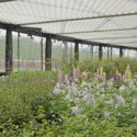 Floral Pavilion / genarchitects - Pavilion