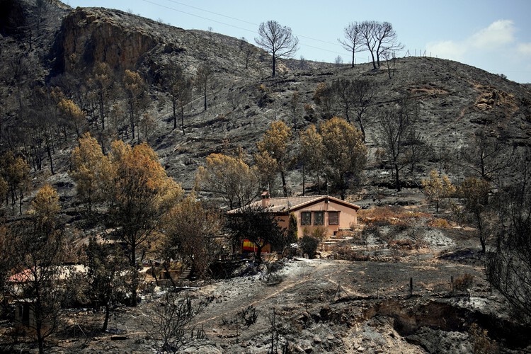 Wildfires in Algeria Highlight the Scale of the Global Fire Landscape