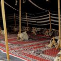 From Seasonal Escape to Permanent Elsewhere: Movement and Architecture in the Gulf - Imagem 2 de 4