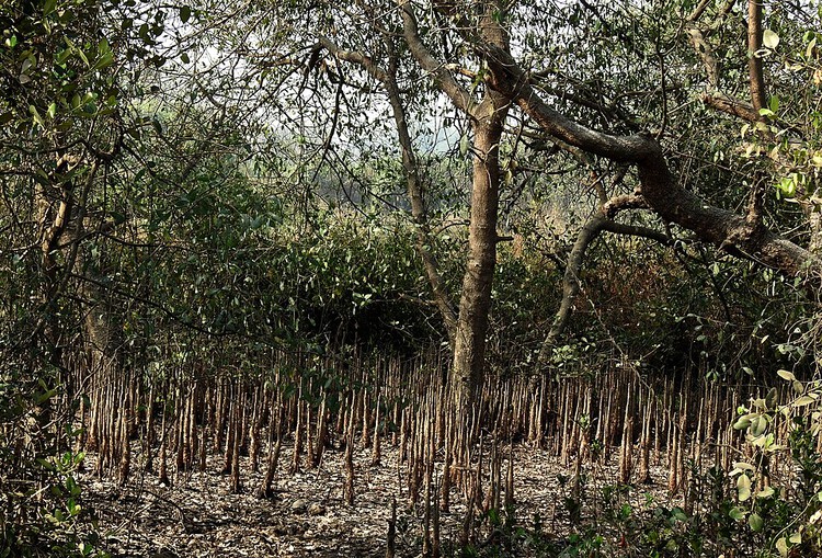 The Mangrove as a Wall: Coastal Protection and Urban Development in India - Image 2 of 11