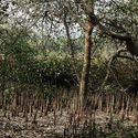 The Mangrove as a Wall: Coastal Protection and Urban Development in India - Image 1 of 4