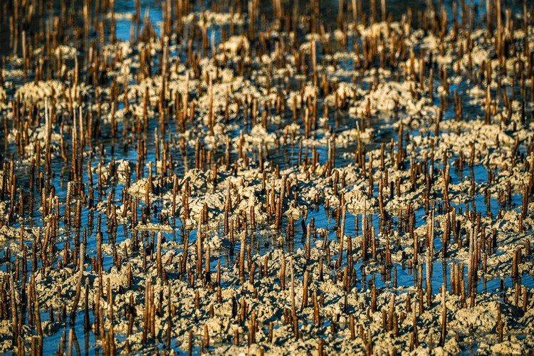 The Mangrove as a Wall: Coastal Protection and Urban Development in India - Image 4 of 11