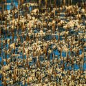 The Mangrove as a Wall: Coastal Protection and Urban Development in India - Image 3 of 4