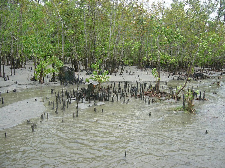 The Mangrove as a Wall: Coastal Protection and Urban Development in India - Image 5 of 11