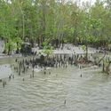 The Mangrove as a Wall: Coastal Protection and Urban Development in India - Image 4 of 4