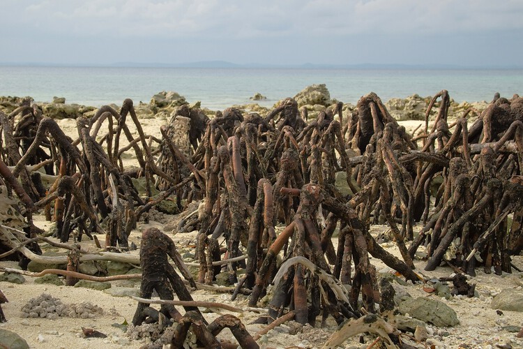The Mangrove as a Wall: Coastal Protection and Urban Development in India - Image 3 of 11