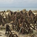 The Mangrove as a Wall: Coastal Protection and Urban Development in India - Image 2 of 4