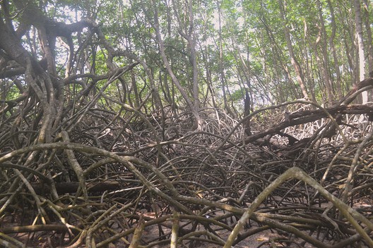 The Mangrove as a Wall: Coastal Protection and Urban Development in India The Mangrove as a Wall: Coastal Protection and Urban Development in India - Image 8 of 11