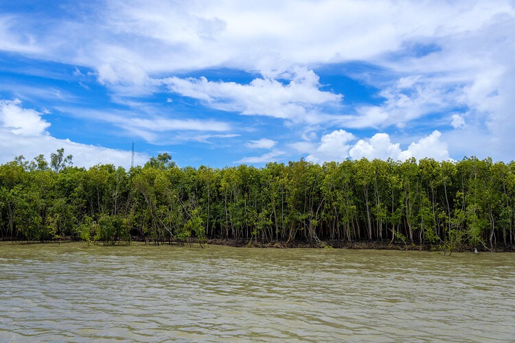 The Mangrove as a Wall: Coastal Protection and Urban Development in India - Image 10 of 11