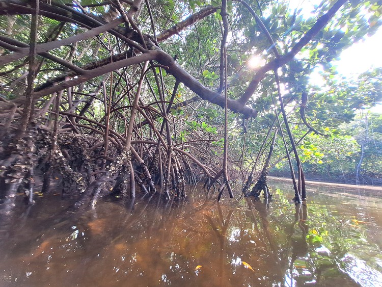 The Mangrove as a Wall: Coastal Protection and Urban Development in India - Image 7 of 11
