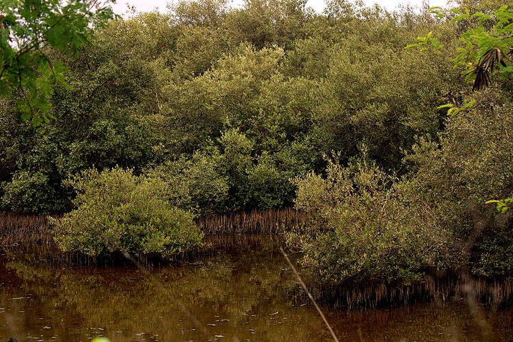 The Mangrove as a Wall: Coastal Protection and Urban Development in India - Image 11 of 11
